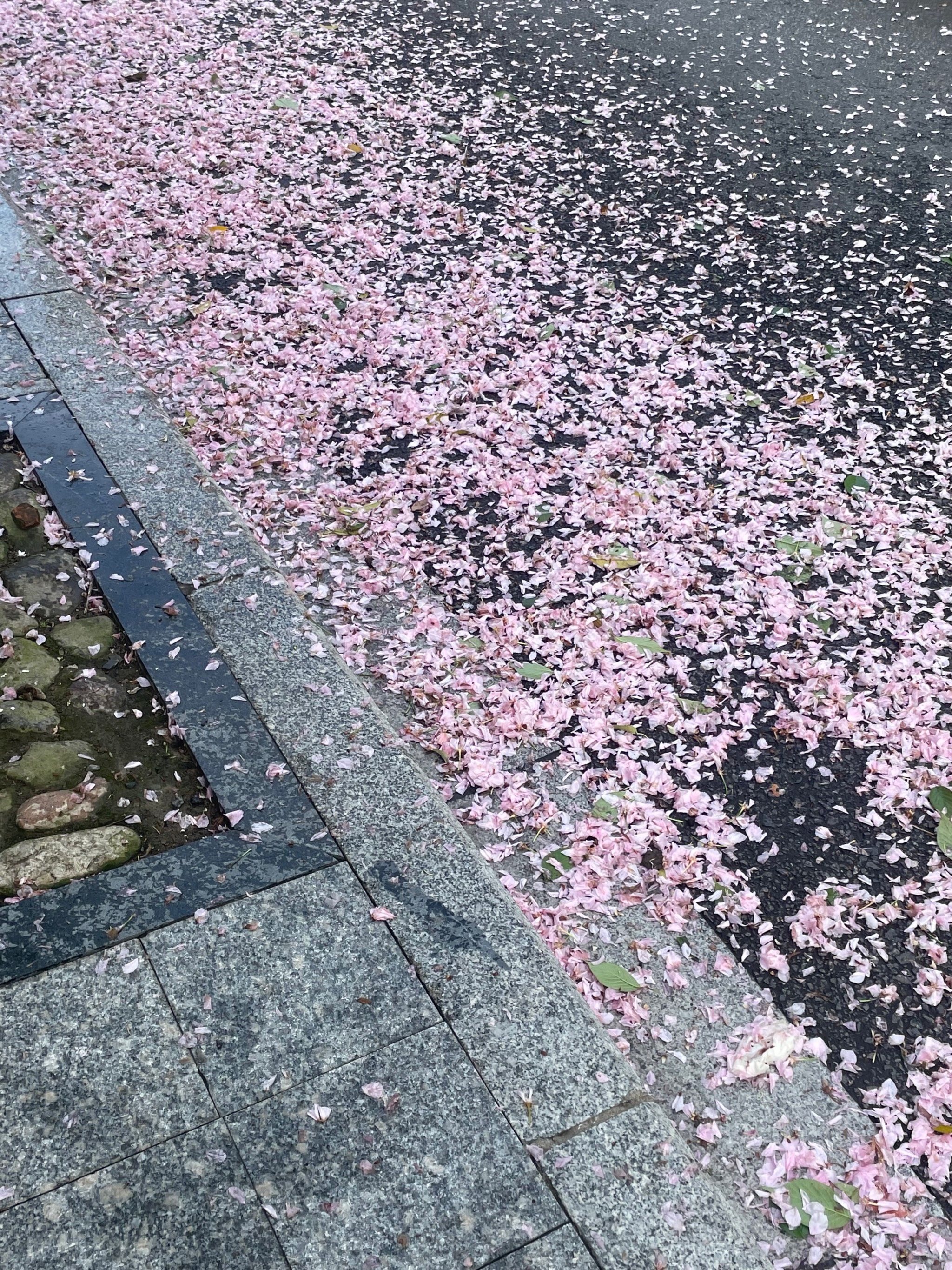 樱花雨中漫步✨