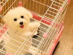 -PETKIT小佩宠物·低压洗护(国顺东路店)