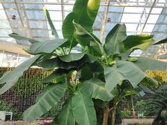 -石家庄市植物园
