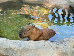 -上海野生动物园