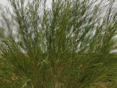 -亿利库布其七星湖沙漠生态旅游区