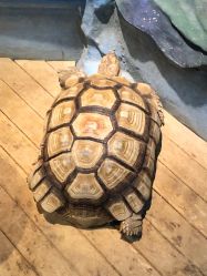 -未来动物城动物主题公园(大悦城店)