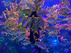 -芜湖新华联大白鲸海洋公园