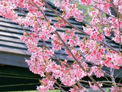 -顾村公园