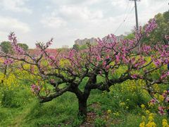 -南汇桃花村