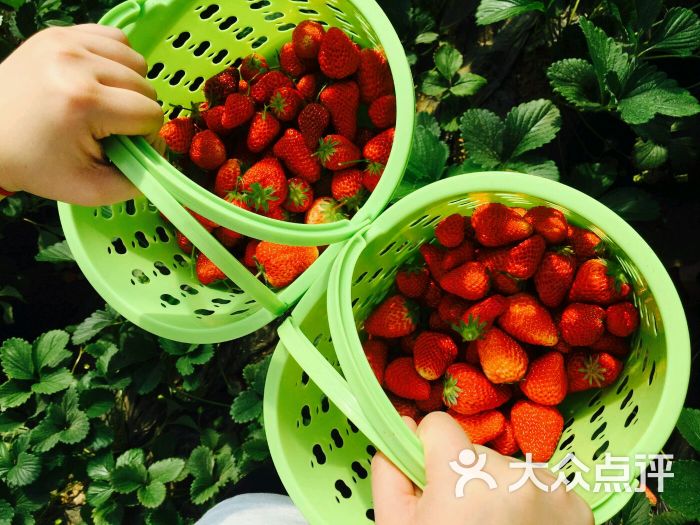 旺旺草莓采摘园图片 - 第4张
