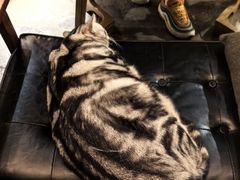 -咖法森林·咖啡  酒吧(天河店)