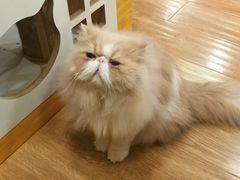 -滚猫咖啡·猫咖·猫友好撸猫(未来城店)