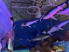 -烟台海昌鲸鲨海洋公园