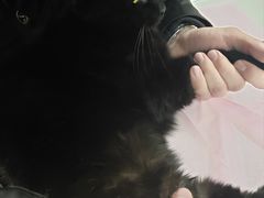 -北京观赏动物医院·24小时大型综合·猫专科·异宠专科