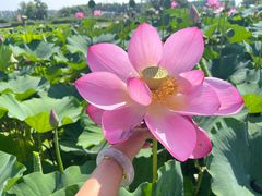 -白洋淀风景区