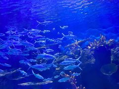 -华夏文旅海洋公园