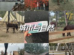-金鸡湖桃花岛