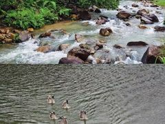 -广州白江湖森林公园