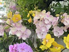 -淘花源花艺鲜花店 开业花篮 绿植(南部商务区店)