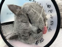 -瑞派康怡24h宠物医院·犬猫医疗中心·微创绝育(瑞景分院)