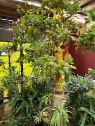 -小红帽摄影(丽江店)