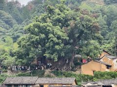 -杨家堂村