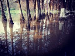 -桤木河湿地公园