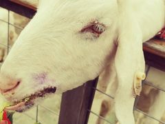 -前小桔亲子创意农场·草莓采摘·露营烧烤