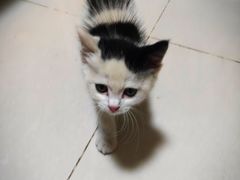 -瑞派天宁宠物医院·猫科·异宠中心