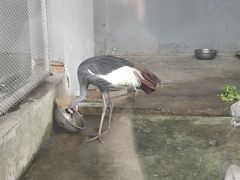 -合肥野生动物园