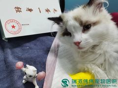 -伟伟宠物医院·瑞派猫友好医院·猫科(光谷店)