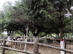 -青藏高原野生动物园