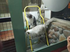 -猫咪博物馆(顶澳仔猫街店)