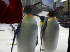 -悉尼海洋生物水族馆