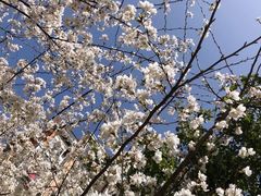 -松鹤楼·苏式汤面(虹桥天地店)