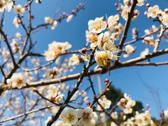 -马峦山郊野公园