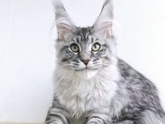 -十年猫舍·猫咪专门店(普陀店)