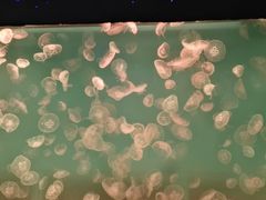 -左海海底世界