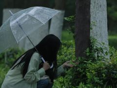 -合肥滨湖国家森林公园