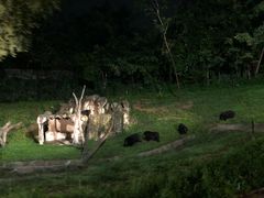 -清迈夜间动物园