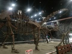 -吉林省自然博物馆