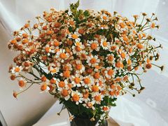 -朝来春花卉市场-东停车场