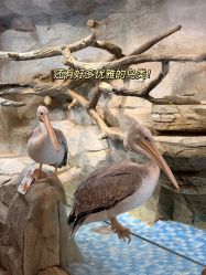 -Zoolung Zoolung动物主题公园(海信广场店)