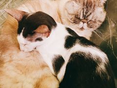 -猫色咖啡·猫咖