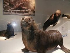 -贝林大翅鲸简餐厅(国家海洋博物馆店)