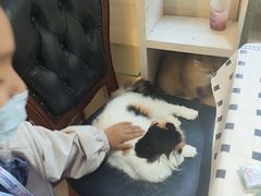 -猫小院猫主题餐厅(南锣旗舰店)