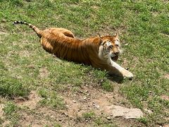 -西霞口神雕山野生动物世界