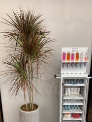 点击看大图 -巴黎拉斐派瑞美发沙龙