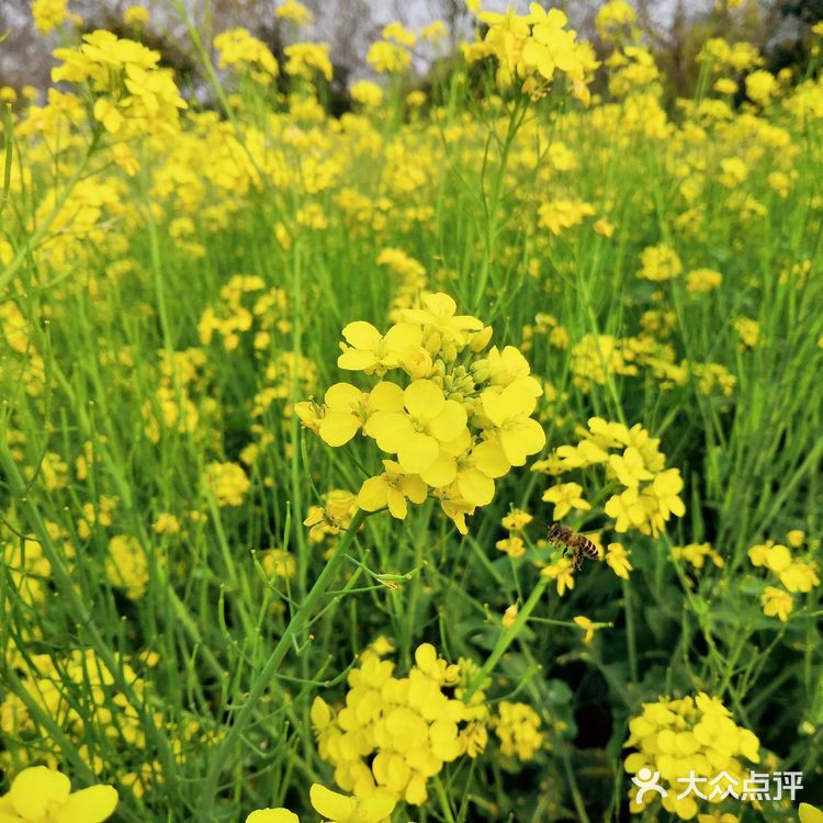 三月里的世纪公园，最喜欢这片油菜花田❤️