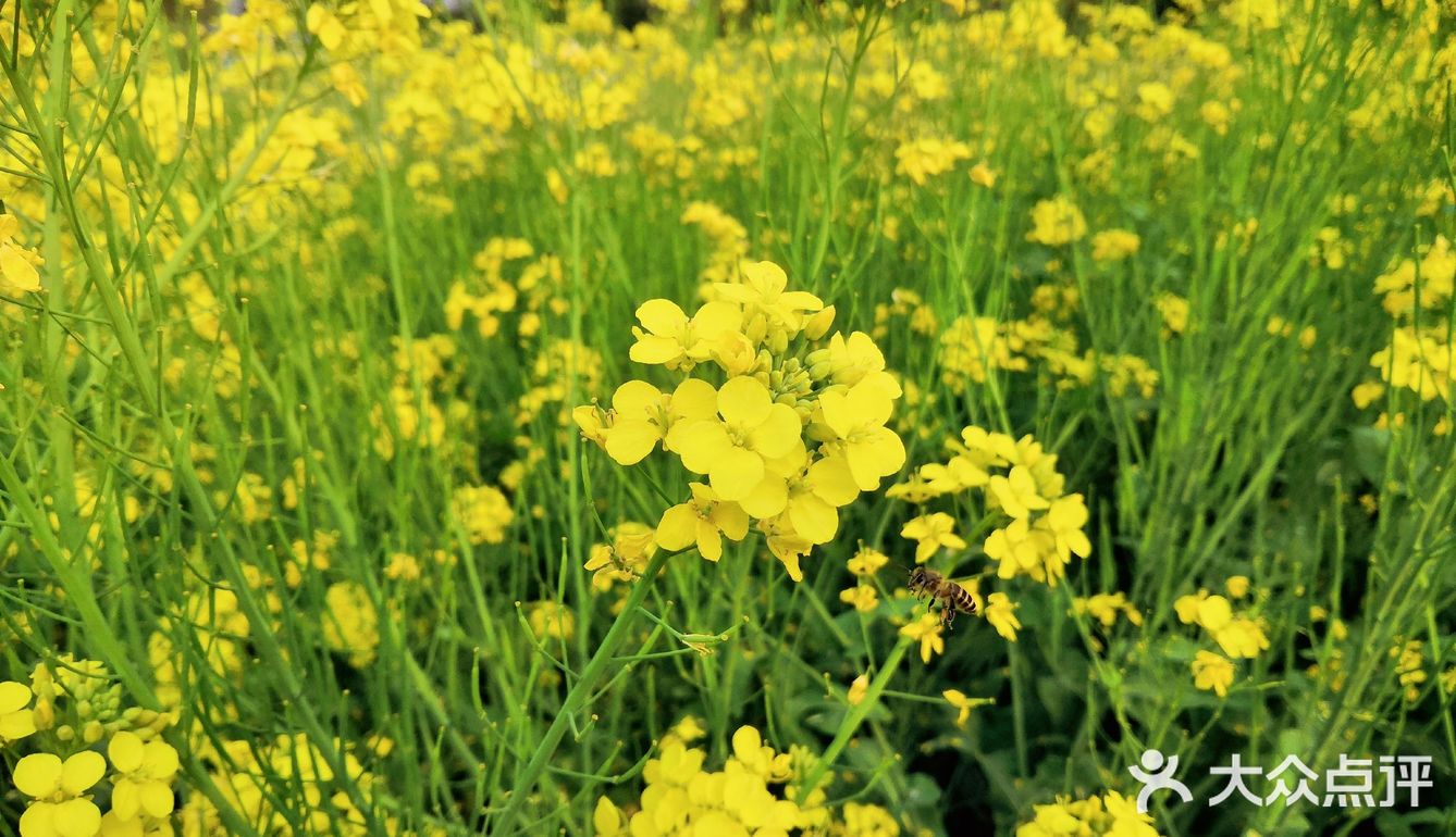 三月里的世纪公园，最喜欢这片油菜花田❤️