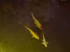 -英德宝晶宫天鹅湖茶语温泉