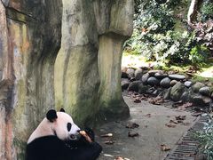 -都江堰中华大熊猫苑