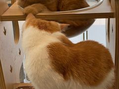 -飞行喵MR PILOT|猫舍·猫咖(静安大融城店)