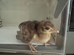 -爱侣宠医·鹦鹉专科·小型哺乳类·异宠专科(灵石路店)